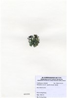 藏品(寬珊藻)的圖片